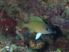 Lethrinus erythracanthus