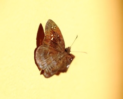 Celaenorrhinini