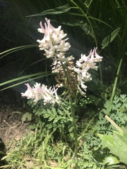 Corydalis caseana