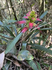 Guzmania squarrosa