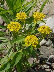 Euphorbia adenochlora