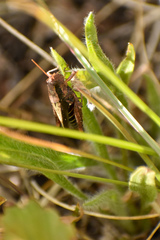 Dichroplus democraticus
