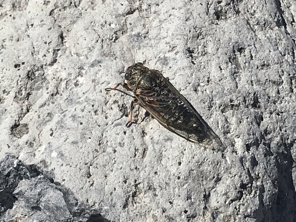Okanagana villosa