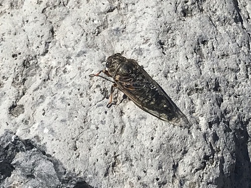 Okanagana villosa