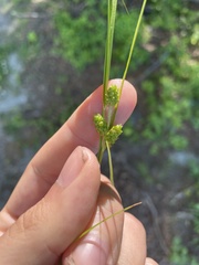 Carex caroliniana