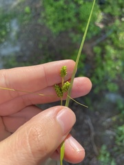 Carex caroliniana