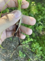 Carex caroliniana