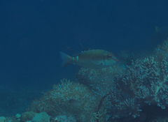 Lethrinus erythropterus