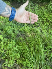 Carex caroliniana