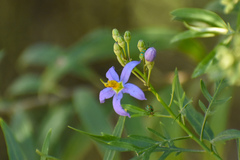 Solanum angustifidum