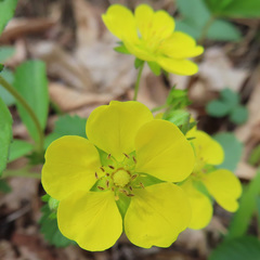 Potentilla freyniana