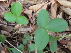 Potentilla freyniana