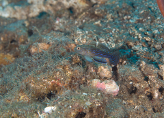 Asterropteryx ensifera