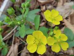 Potentilla freyniana