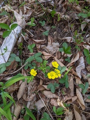 Potentilla freyniana