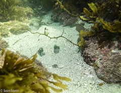 Trygonoptera testacea