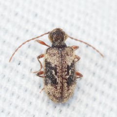 Ptinus texanus