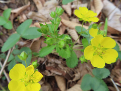 Potentilla freyniana