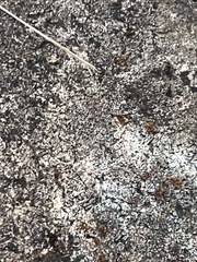 Forelius pruinosus