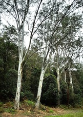 Eucalyptus deanei