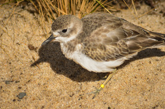 Charadrius obscurus