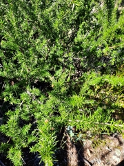 Grevillea juniperina