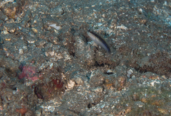 Asterropteryx striata