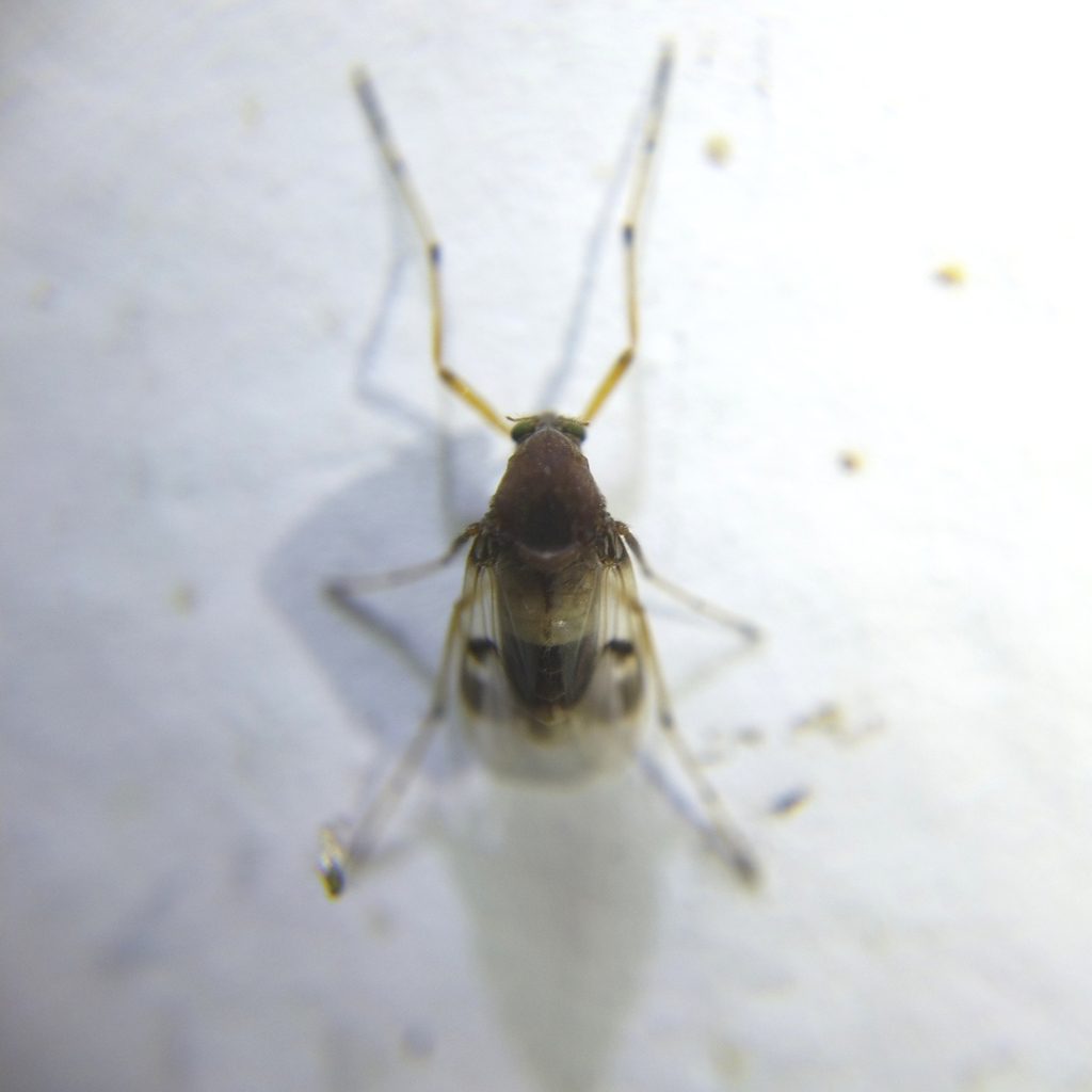 Coelotanypus delpontei