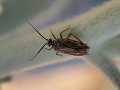 Pseudopsallus angularis