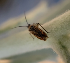 Pseudopsallus angularis