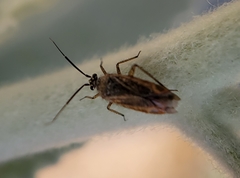 Pseudopsallus angularis