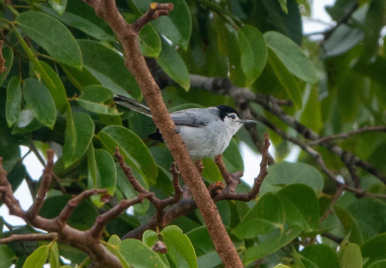 White-browed Gnatcatcher - Polioptila bilineata - Birds of the World