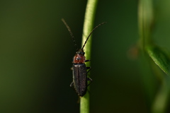 Hyponotum trisignatum