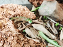 Bijoaraneus mitificus
