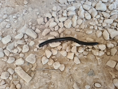 Archispirostreptus syriacus