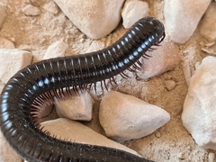 Archispirostreptus syriacus