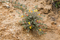 Acmispon neomexicanus