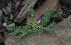 Acanthopsis hoffmannseggiana