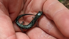 Plethodon caddoensis