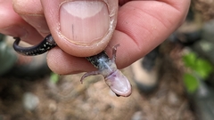 Plethodon caddoensis