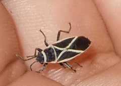 Ochrostomus pulchellus