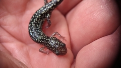Plethodon caddoensis