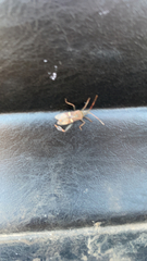 Leptoglossus clypealis