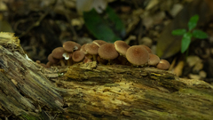 Ripartitella brasiliensis