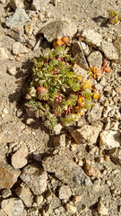 Palmatifoliae