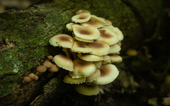 Ripartitella brasiliensis