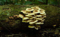 Ripartitella brasiliensis