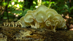 Ripartitella brasiliensis