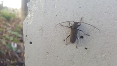 Stromatium longicorne