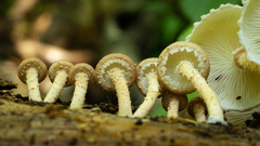 Ripartitella brasiliensis